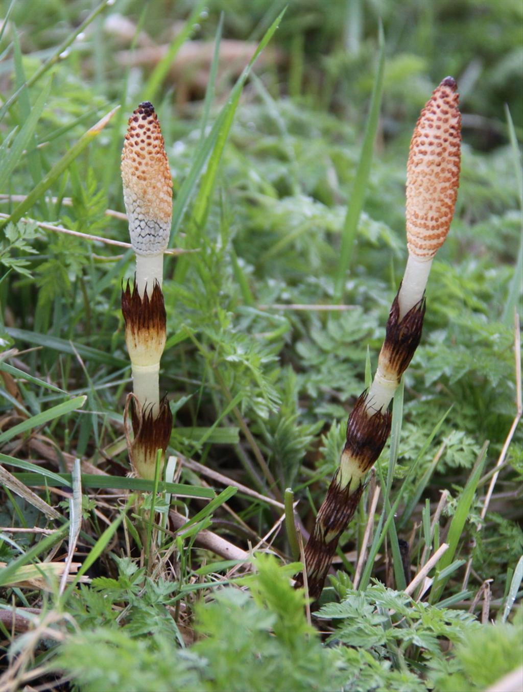 Equisetum telmateia (door Peter Meininger)