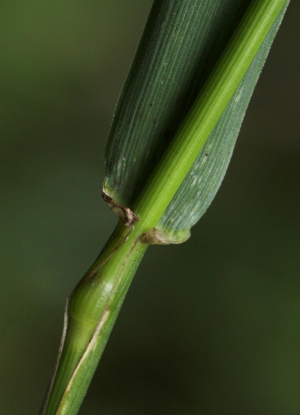 Schedonorus giganteus (door Peter Meininger)