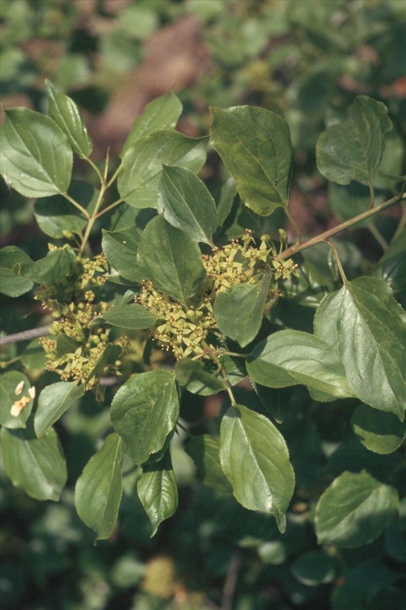 Rhamnus cathartica (door Adrie van Heerden)