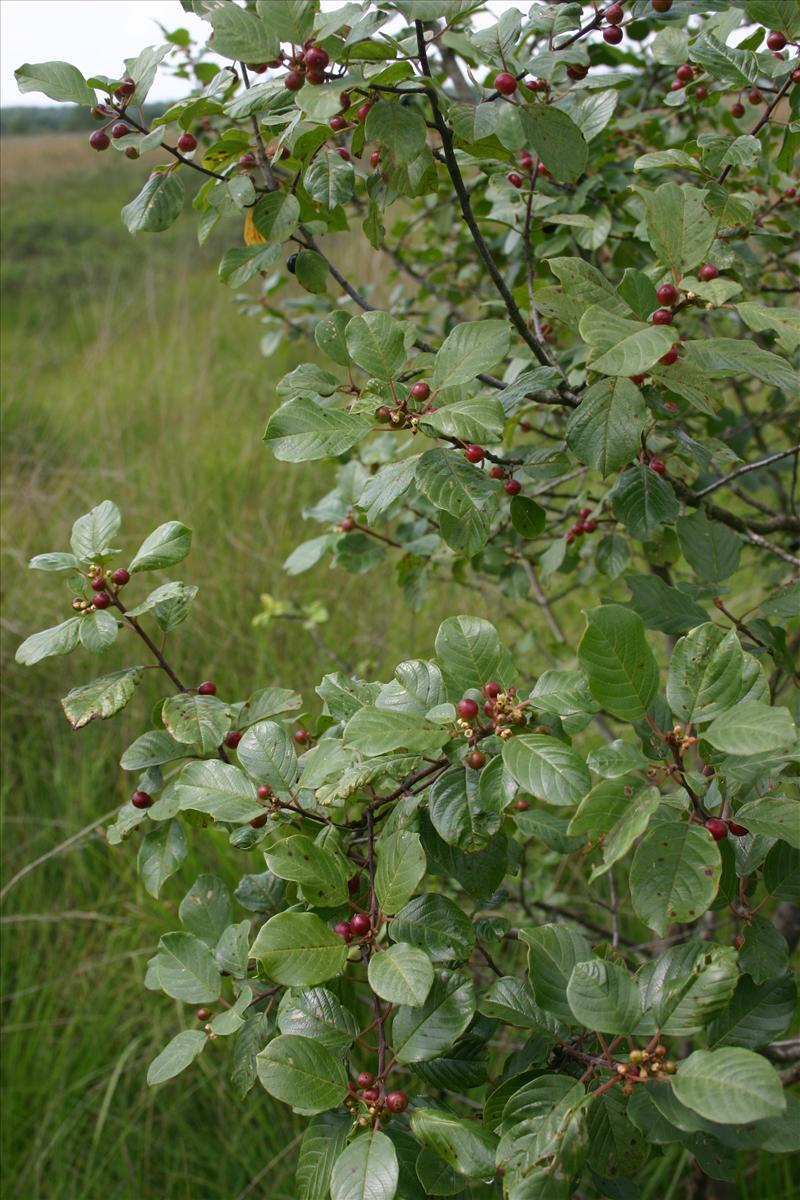 Frangula alnus (door Niels Jeurink)