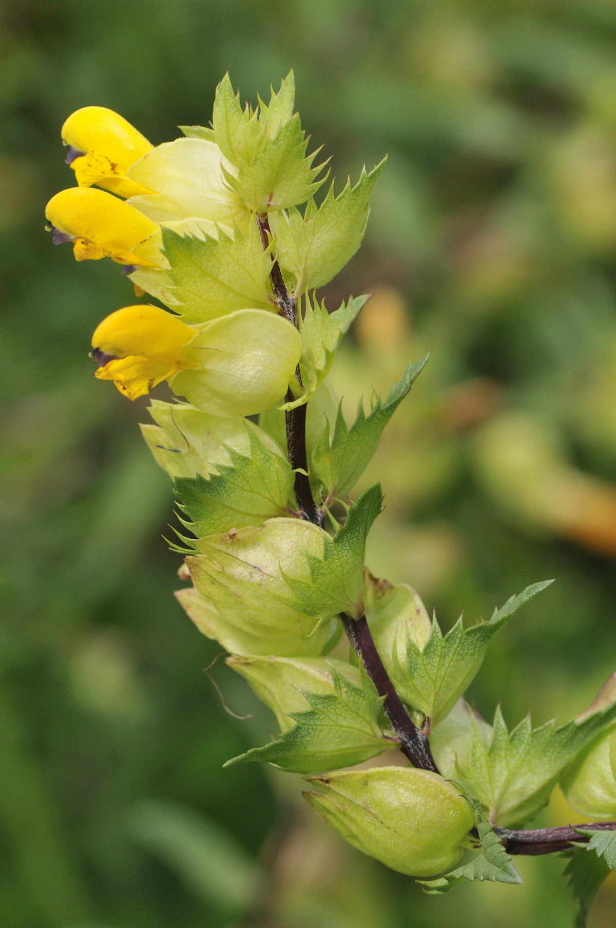 Rhinanthus angustifolius (door Hans Toetenel)