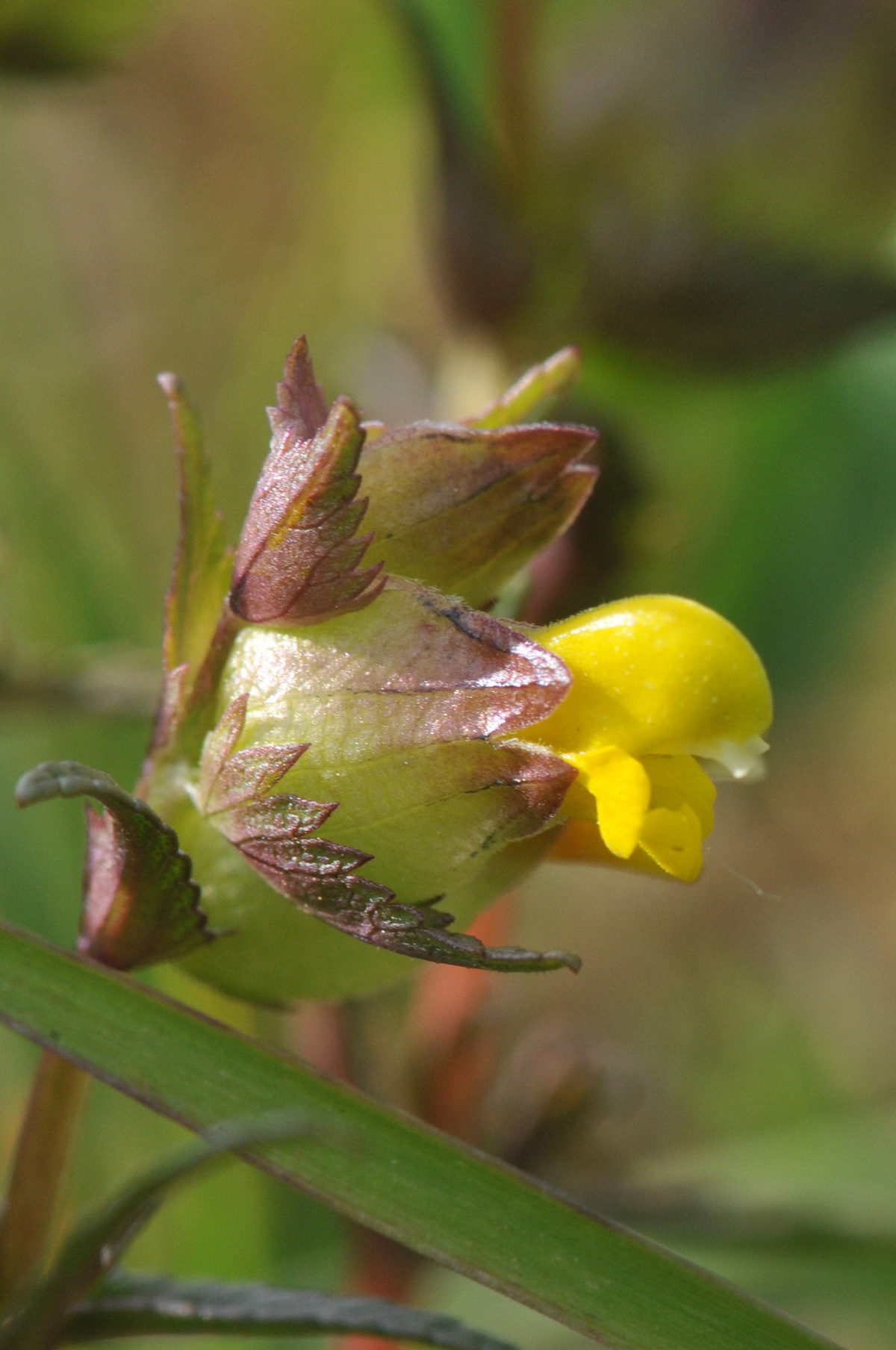 Rhinanthus minor (door Hans Toetenel)