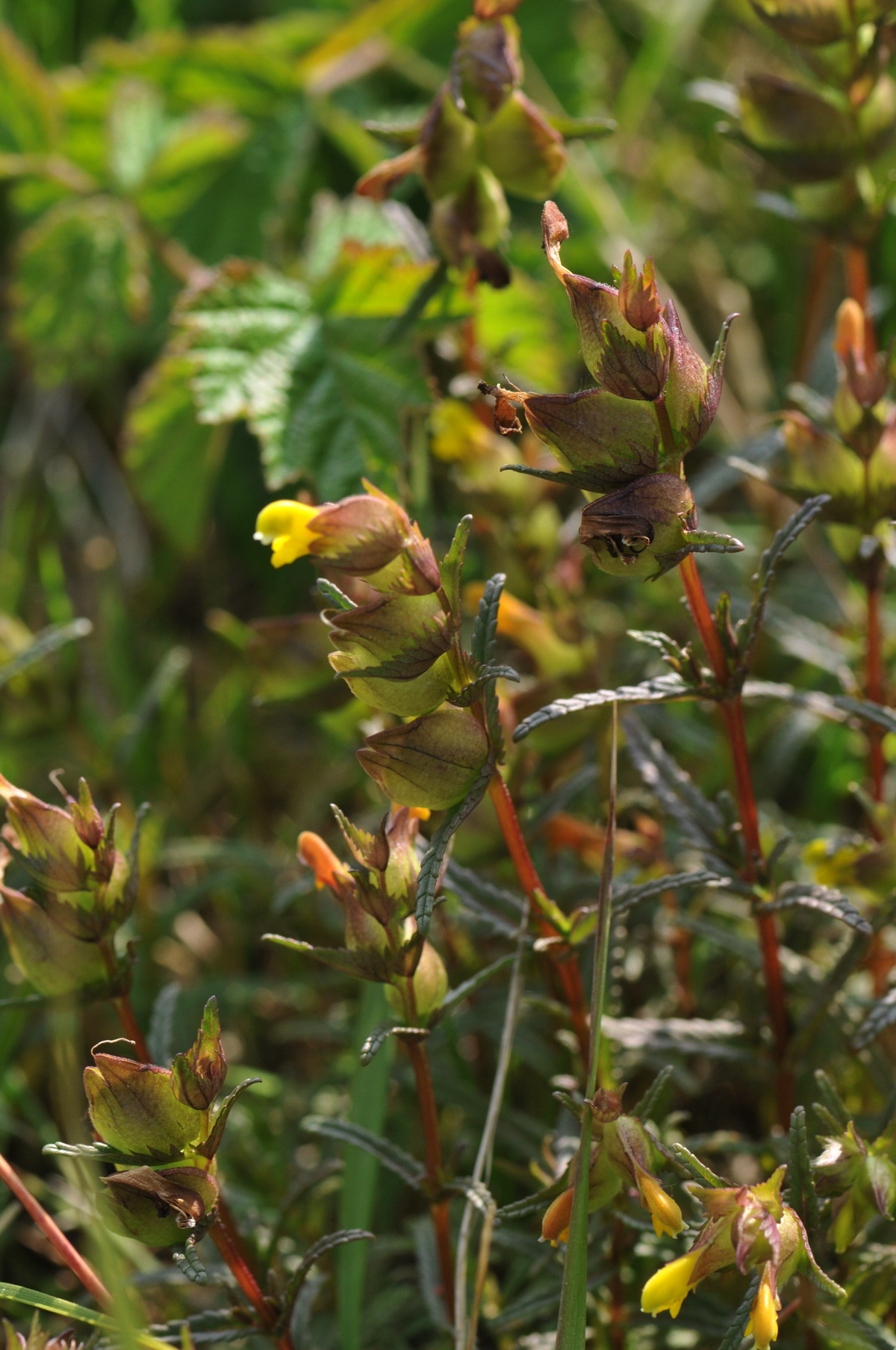 Rhinanthus minor (door Hans Toetenel)