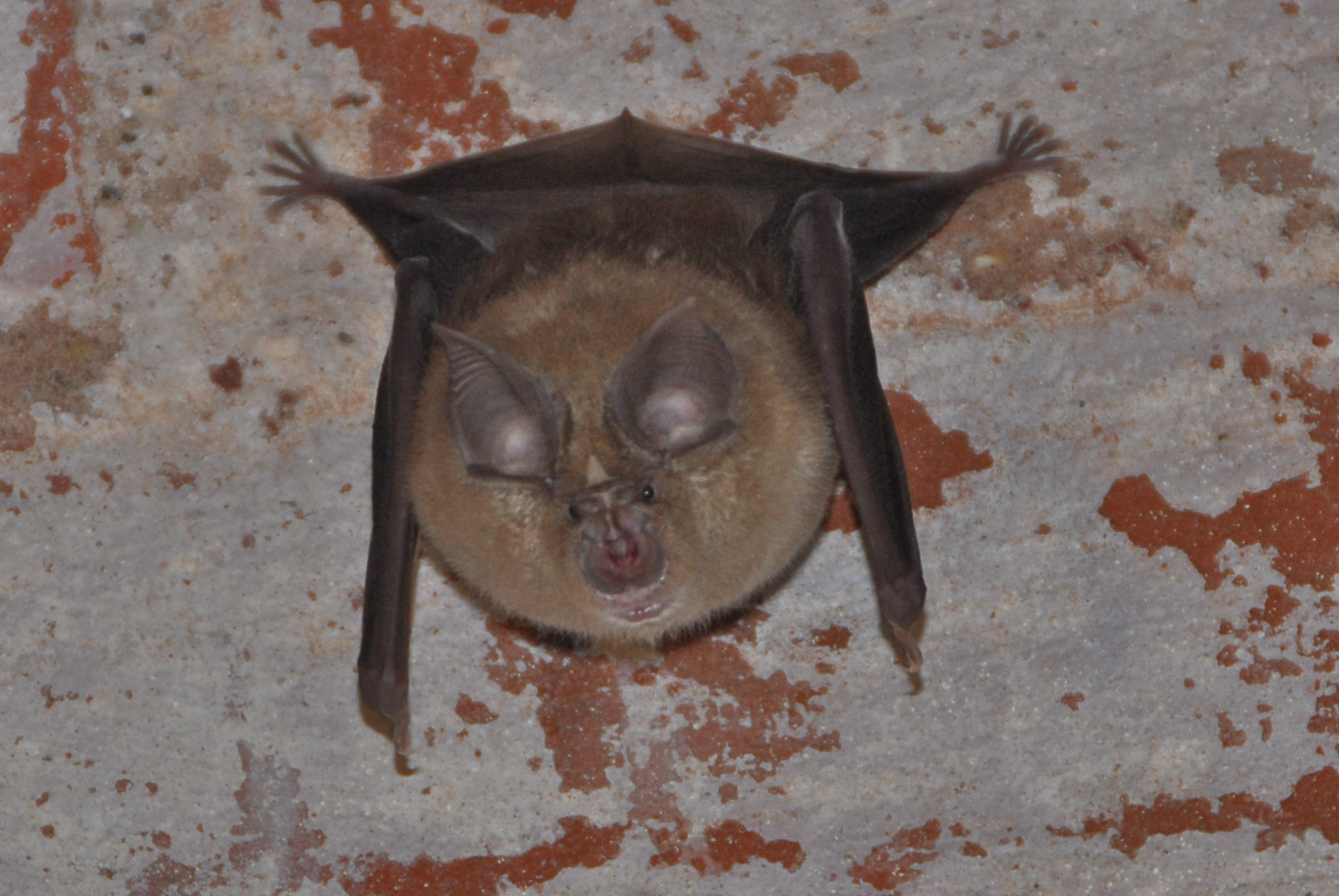 Rhinolophus ferrumequinum (door Bernadette van Noort)