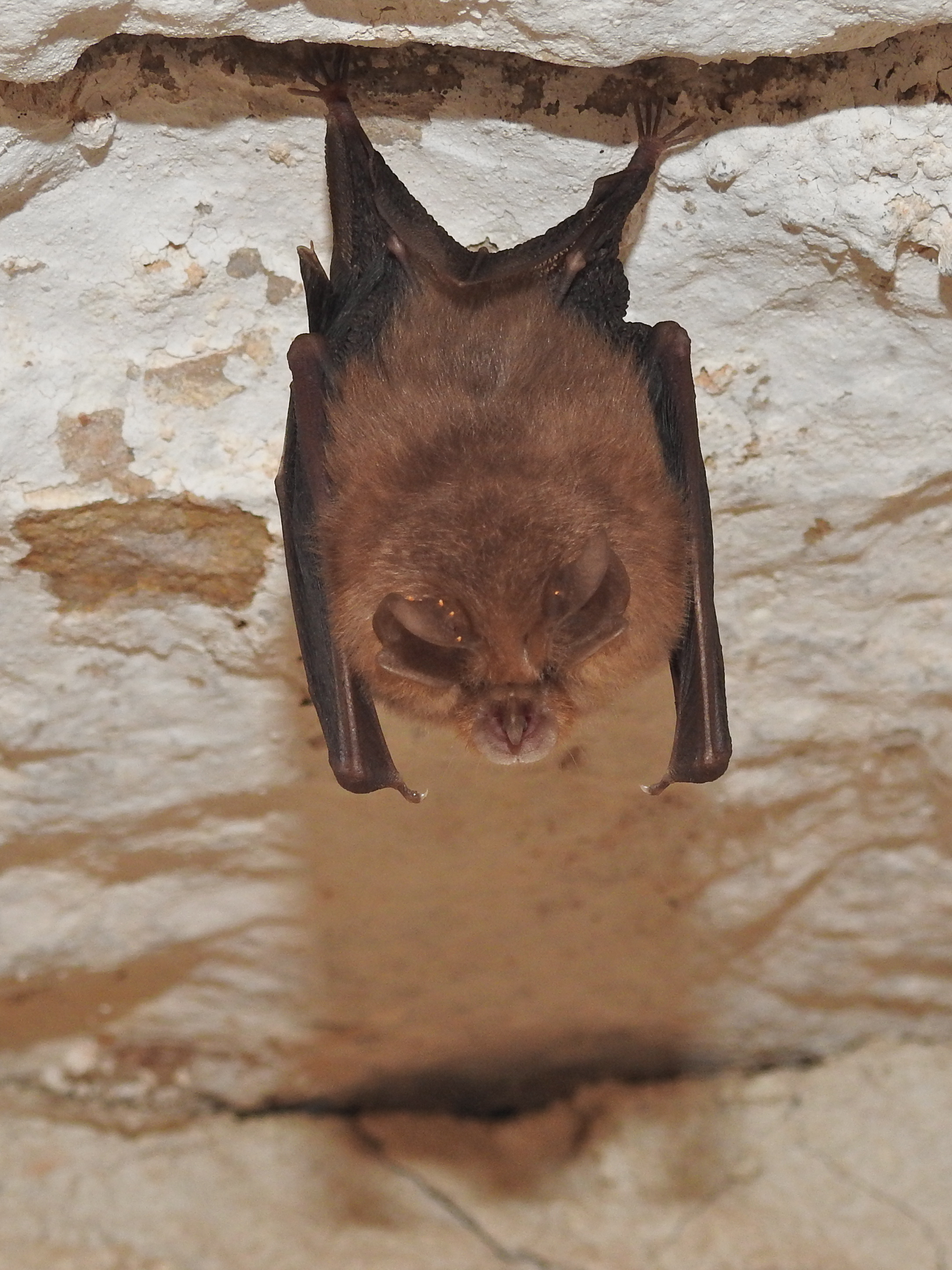 Rhinolophus hipposideros (door Bernadette van Noort)