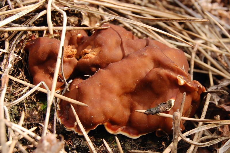 Rhizina undulata (door Kees Roobeek)