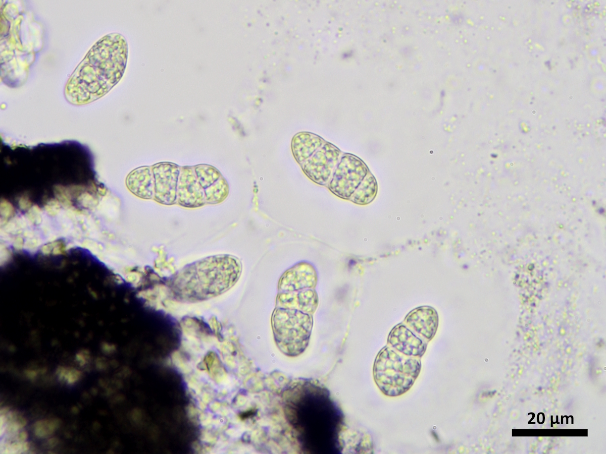 Rhizocarpon distinctum (door Henk-Jan van der Kolk)