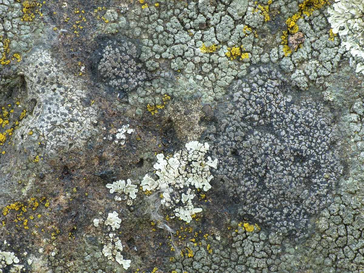 Rhizocarpon distinctum (door Henk-Jan van der Kolk)