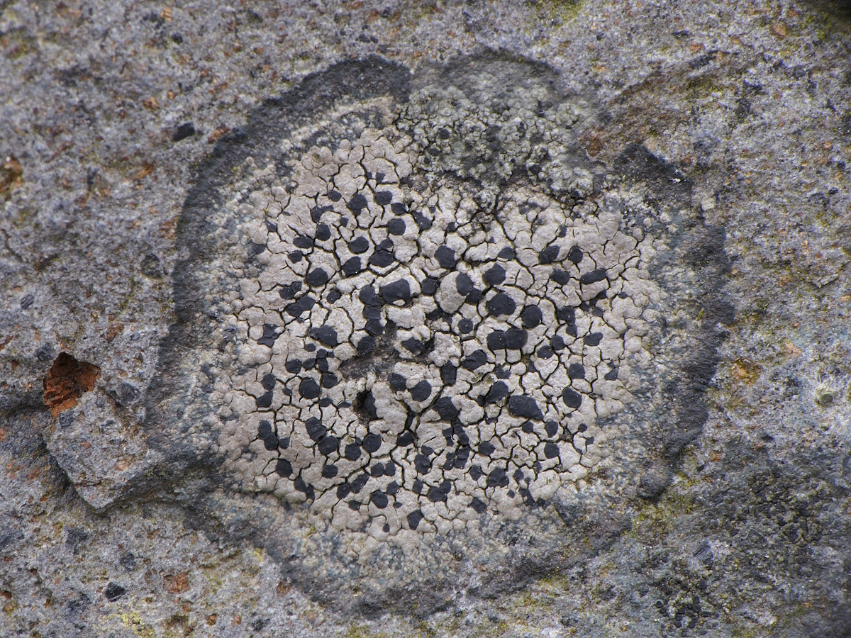 Rhizocarpon distinctum (door Henk-Jan van der Kolk)