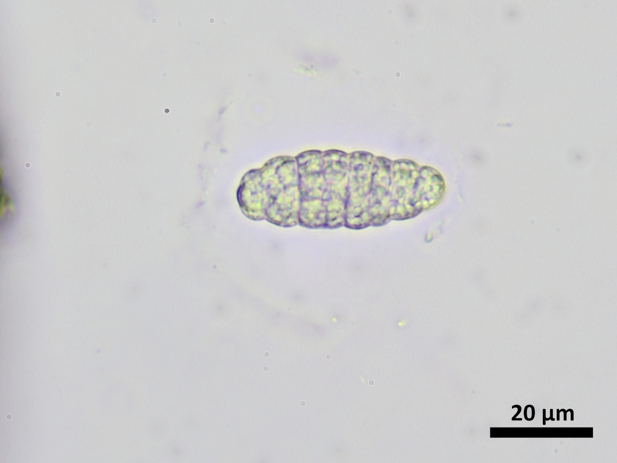 Rhizocarpon lavatum (door Henk-Jan van der Kolk)