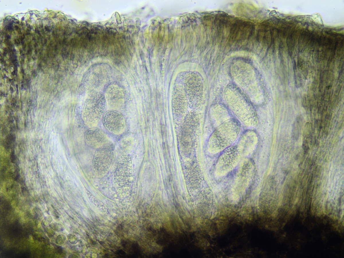 Rhizocarpon lavatum (door Henk-Jan van der Kolk)