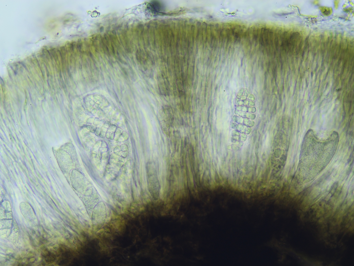Rhizocarpon lavatum (door Henk-Jan van der Kolk)