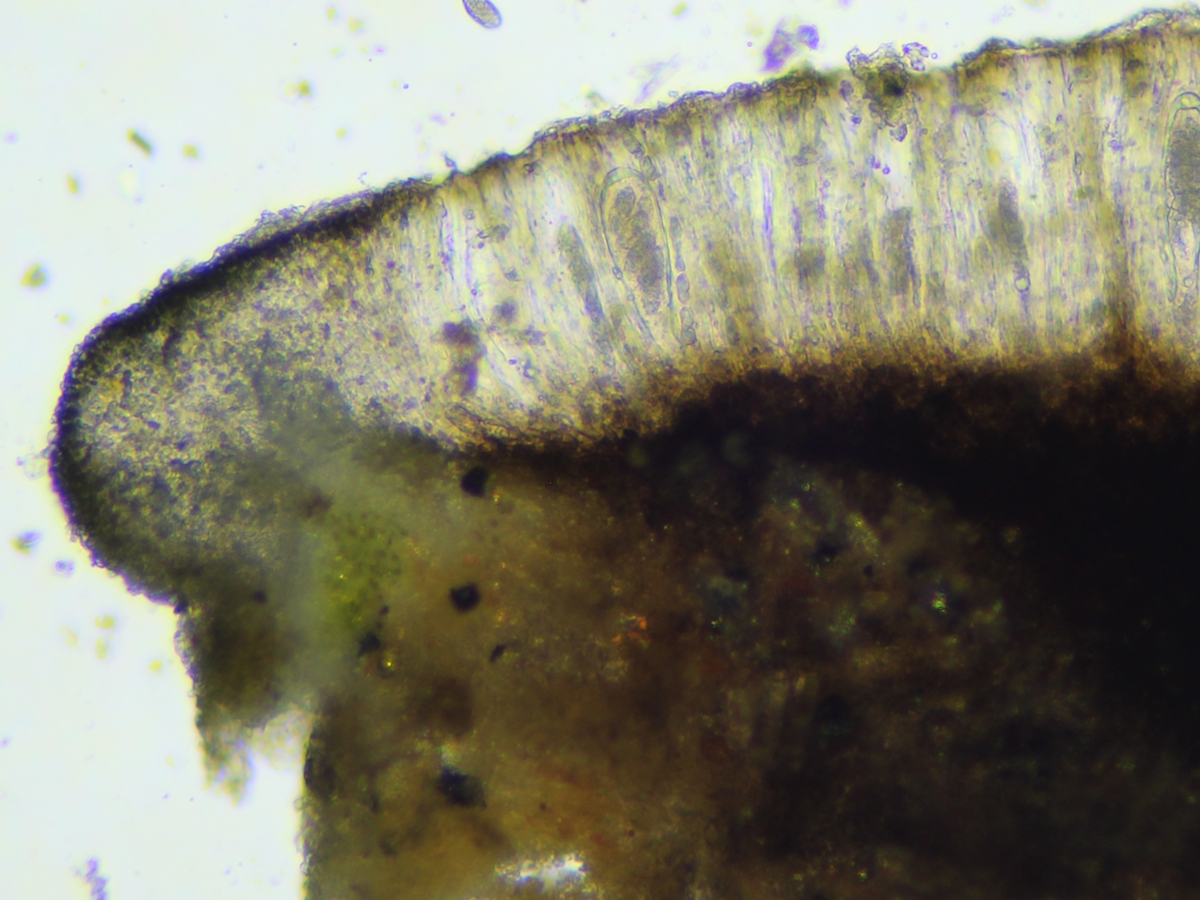 Rhizocarpon lavatum (door Henk-Jan van der Kolk)