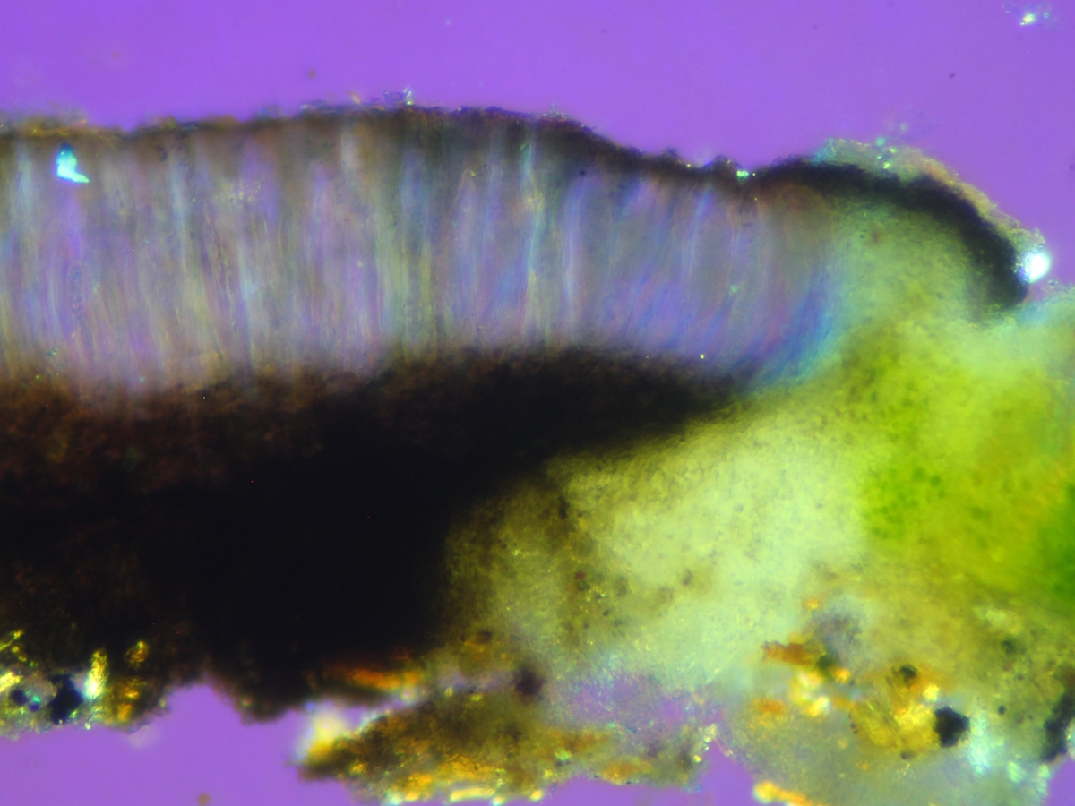 Rhizocarpon lavatum (door Henk-Jan van der Kolk)