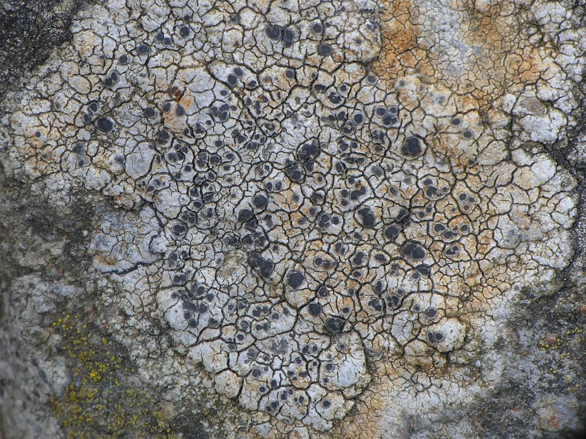 Rhizocarpon lavatum (door Henk-Jan van der Kolk)