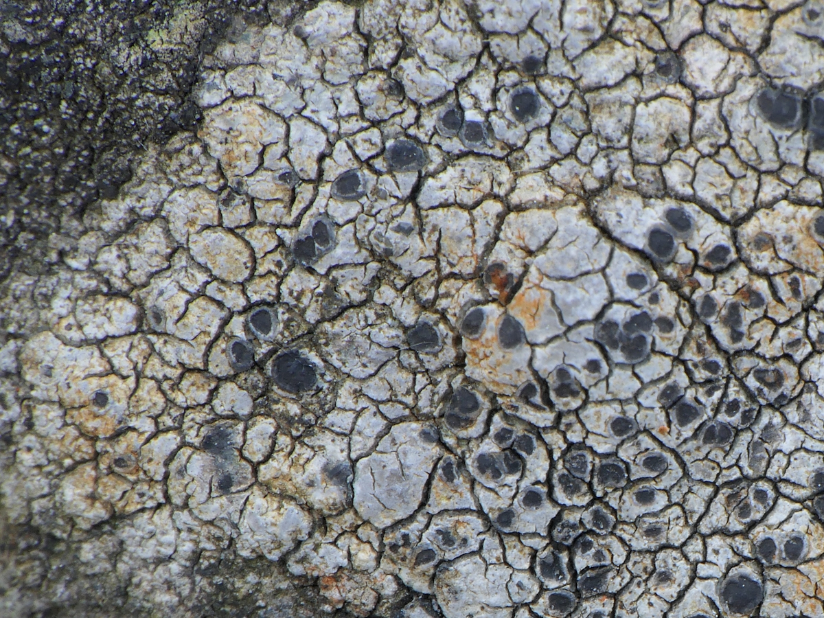 Rhizocarpon lavatum (door Henk-Jan van der Kolk)