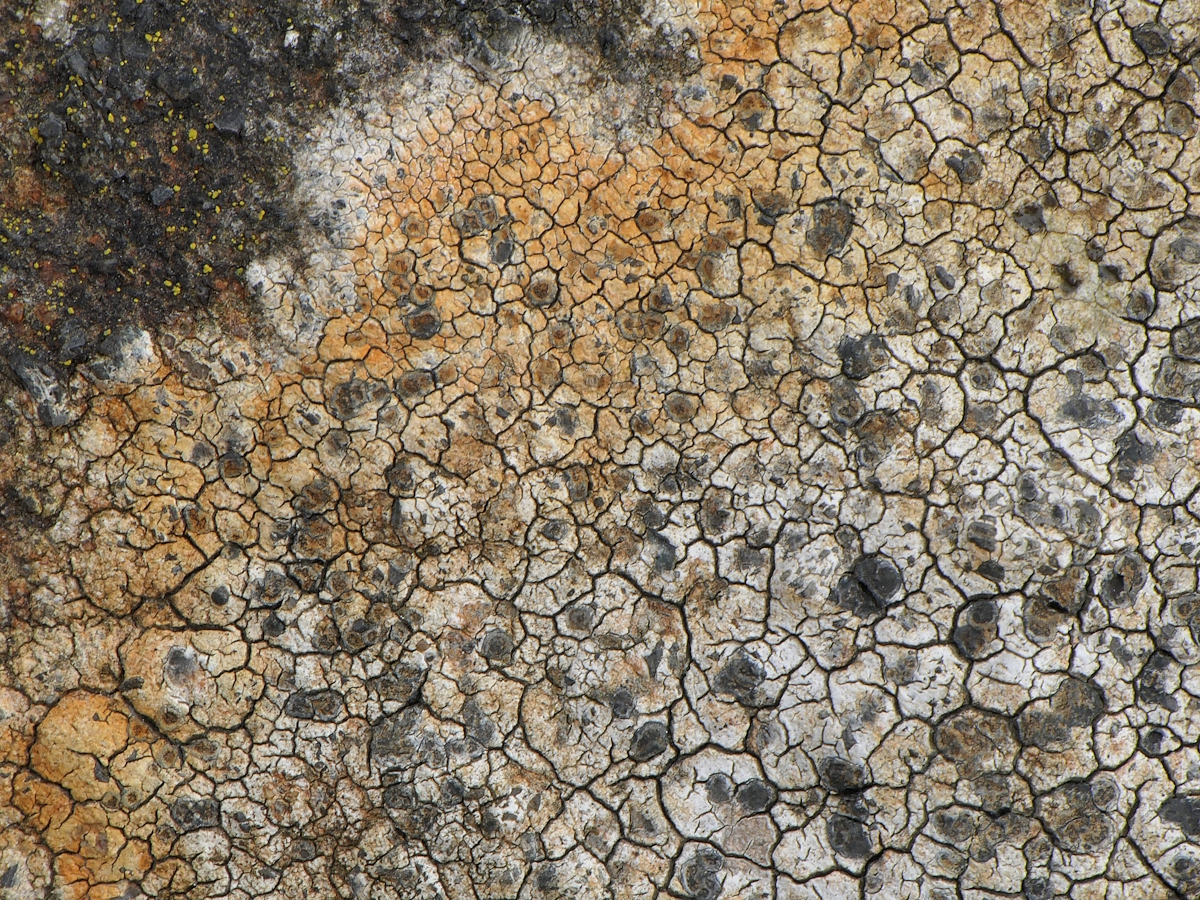 Rhizocarpon lavatum (door Henk-Jan van der Kolk)