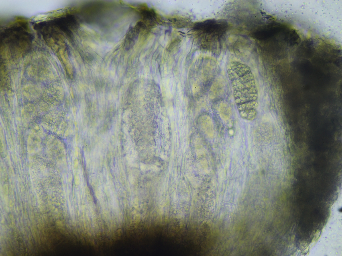 Rhizocarpon petraeum (door Henk-Jan van der Kolk)
