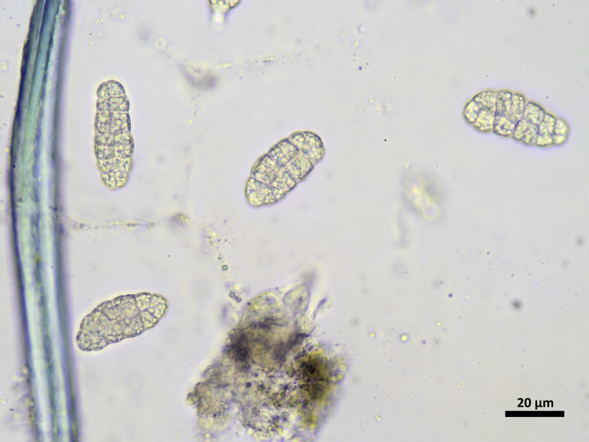 Rhizocarpon petraeum (door Henk-Jan van der Kolk)
