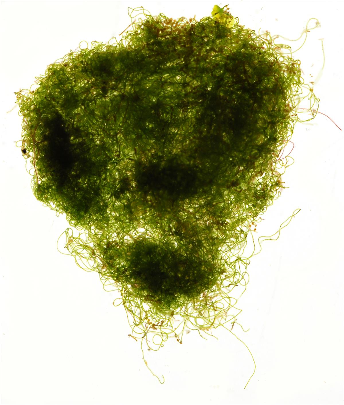 Rhizoclonium riparium (door Mart Karremans)