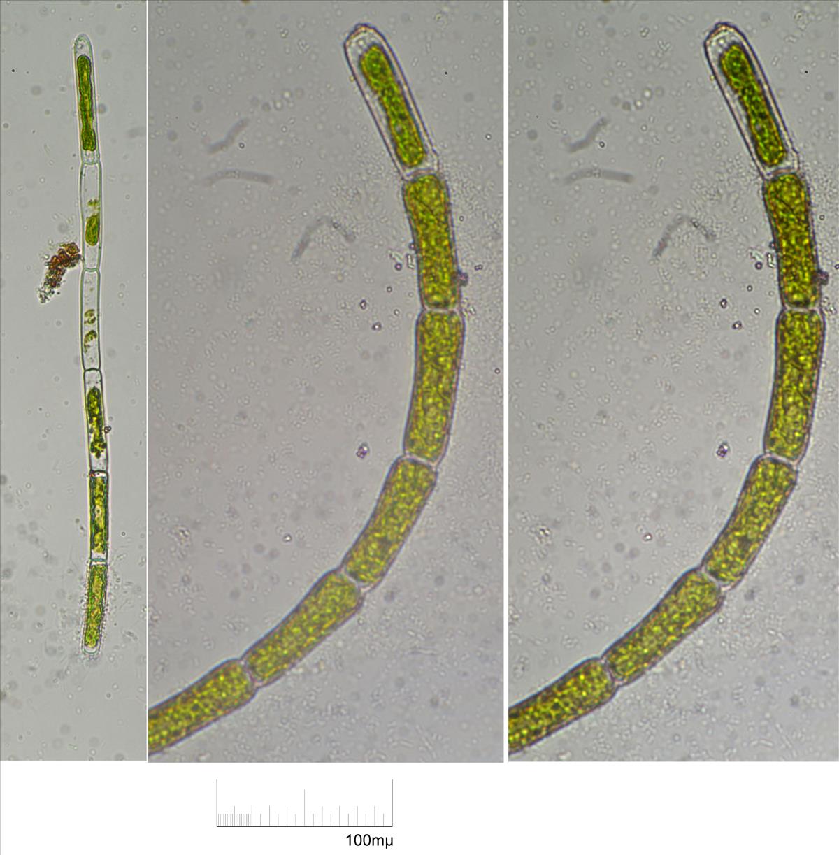 Rhizoclonium riparium (door Mart Karremans)