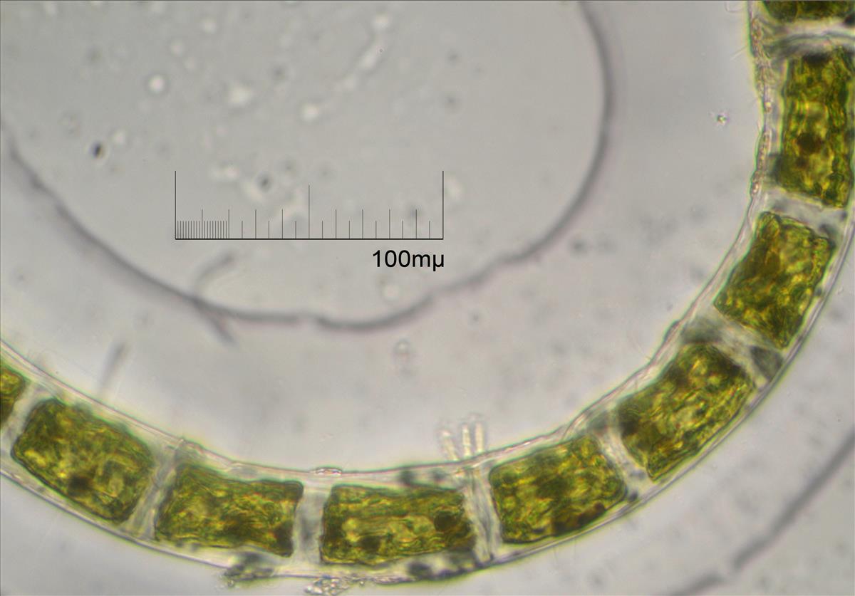 Rhizoclonium riparium (door Mart Karremans)