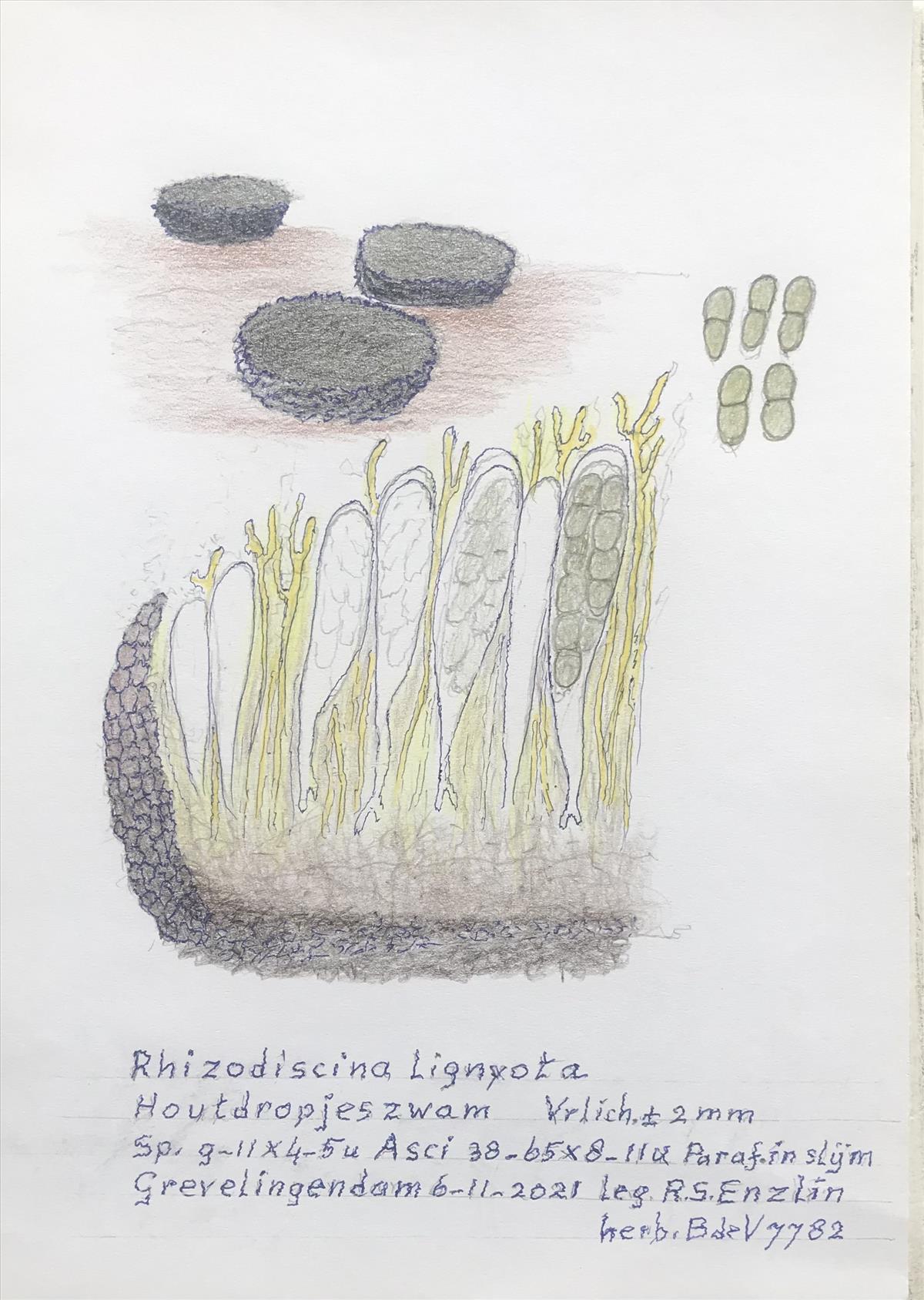 Rhizodiscina lignyota (door Bernhard de Vries)