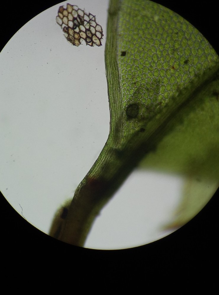 Rhizomnium punctatum (door Rens van der Knoop)