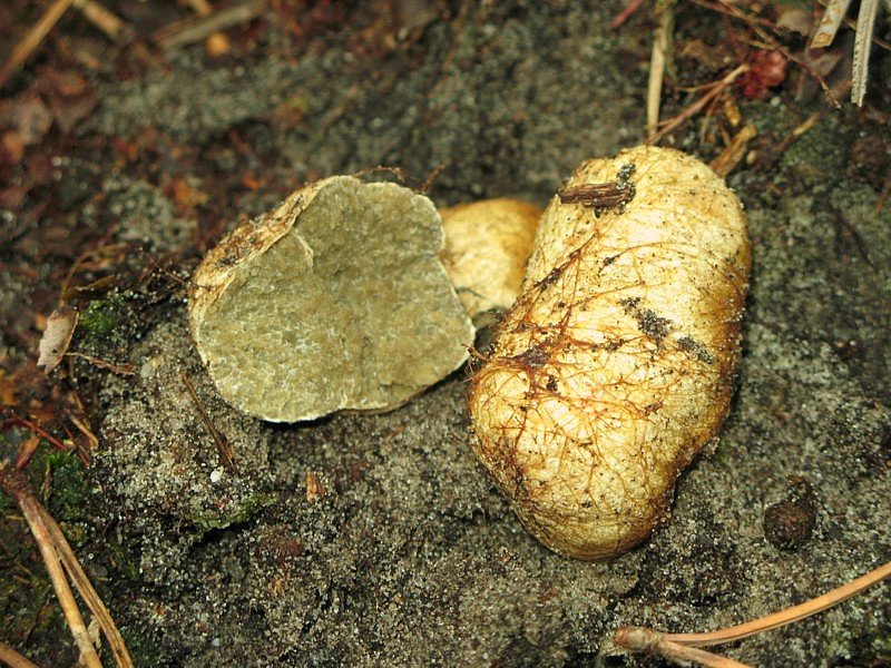 Rhizopogon luteolus (door Martijn Oud)