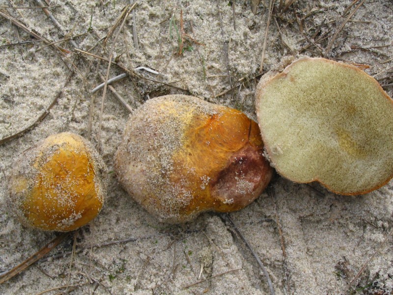 Rhizopogon luteorubescens (door Martijn Oud)