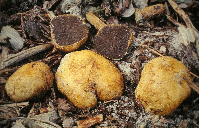 Rhizopogon luteolus (door Aldert Gutter)