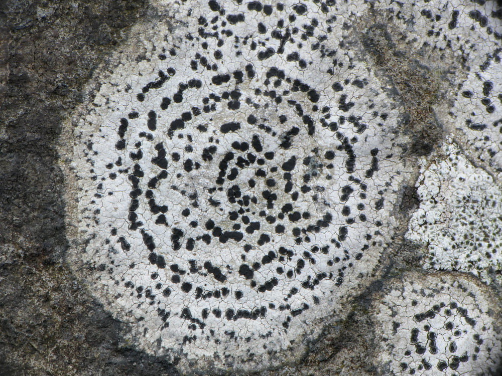 Rhizocarpon petraeum (door Henk-Jan van der Kolk)