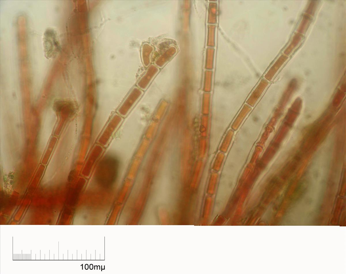 Rhodochorton purpureum (door Mart Karremans)