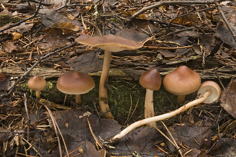 Rhodocollybia prolixa var. distorta (door Nico Dam)