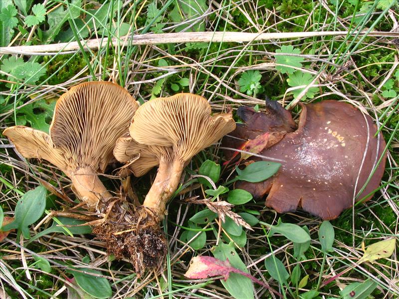 Clitopilus popinalis (door Martijn Oud)