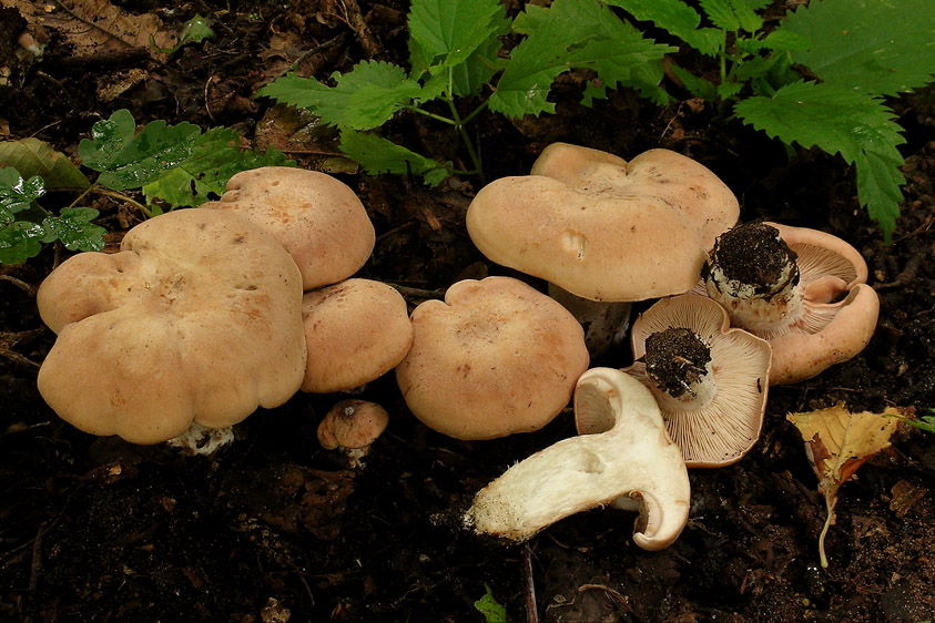 Clitopilus geminus (door Henk Huijser)