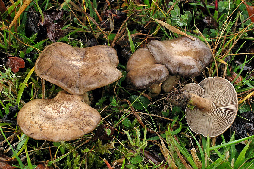 Clitopilus popinalis (door Henk Huijser)