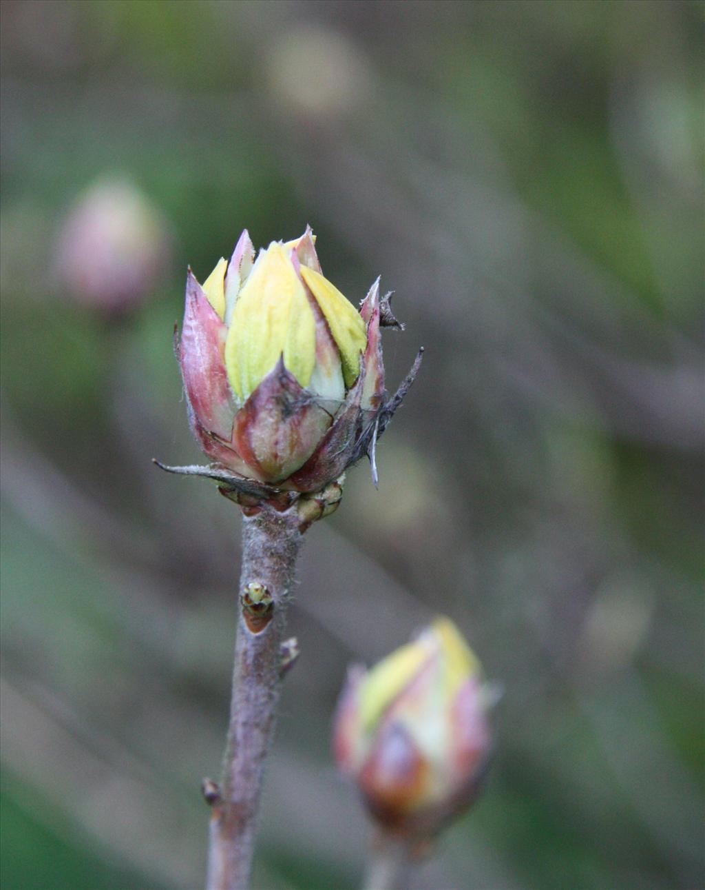 Rhododendron luteum (door Fred Bos)