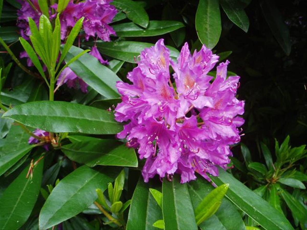 Rhododendron ponticum (door Wikipedia)