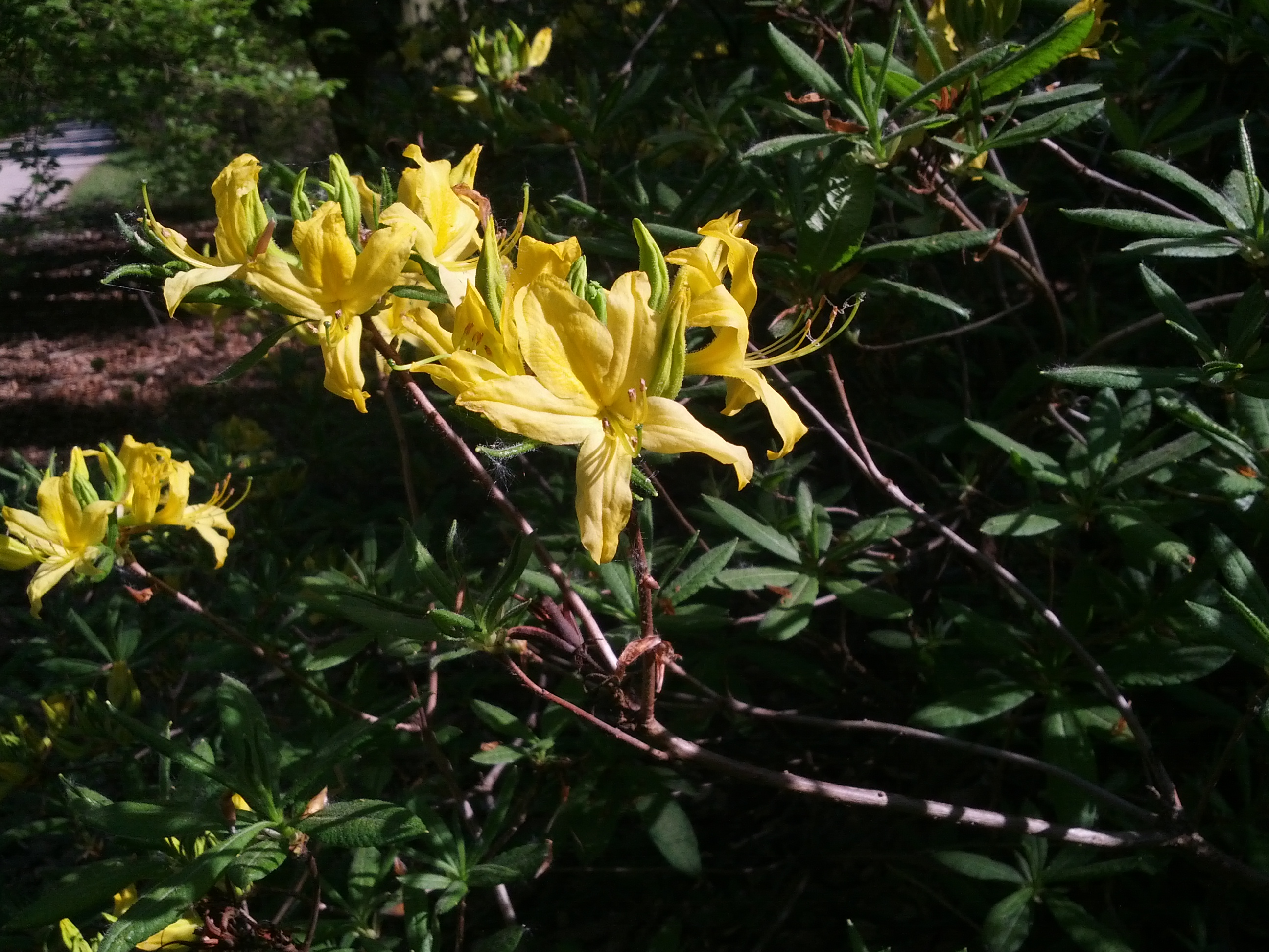 Rhododendron luteum (door Ruud Beringen)