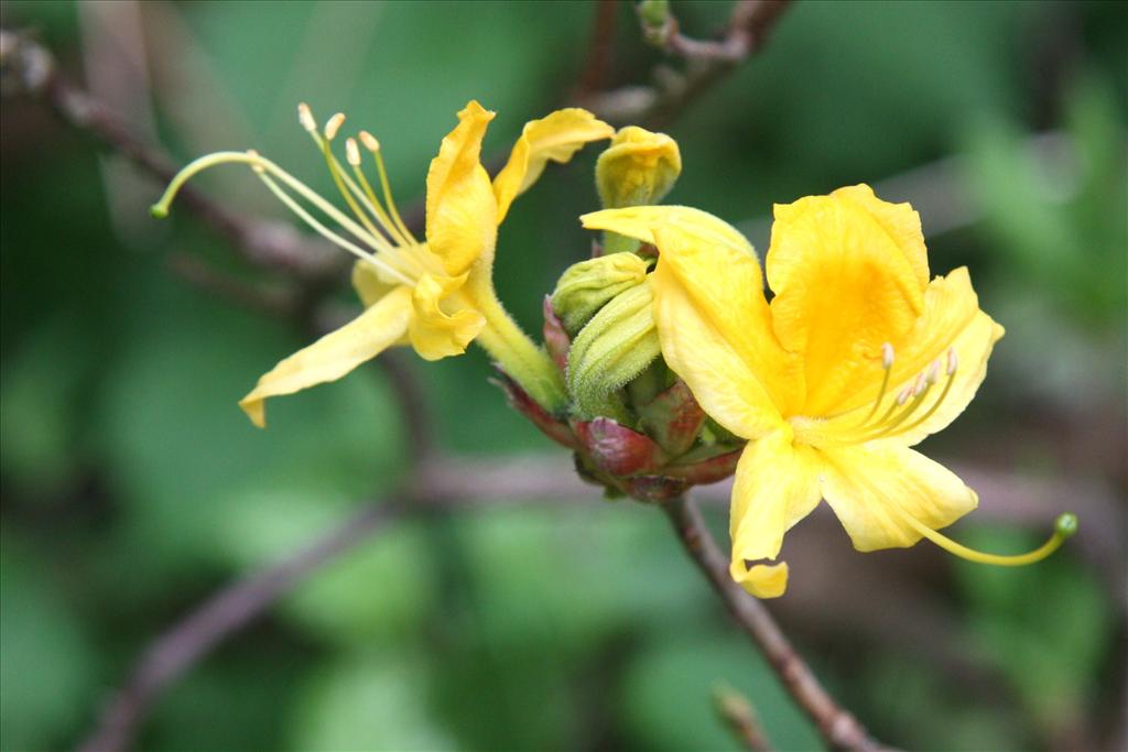 Rhododendron luteum (door Fred Bos)