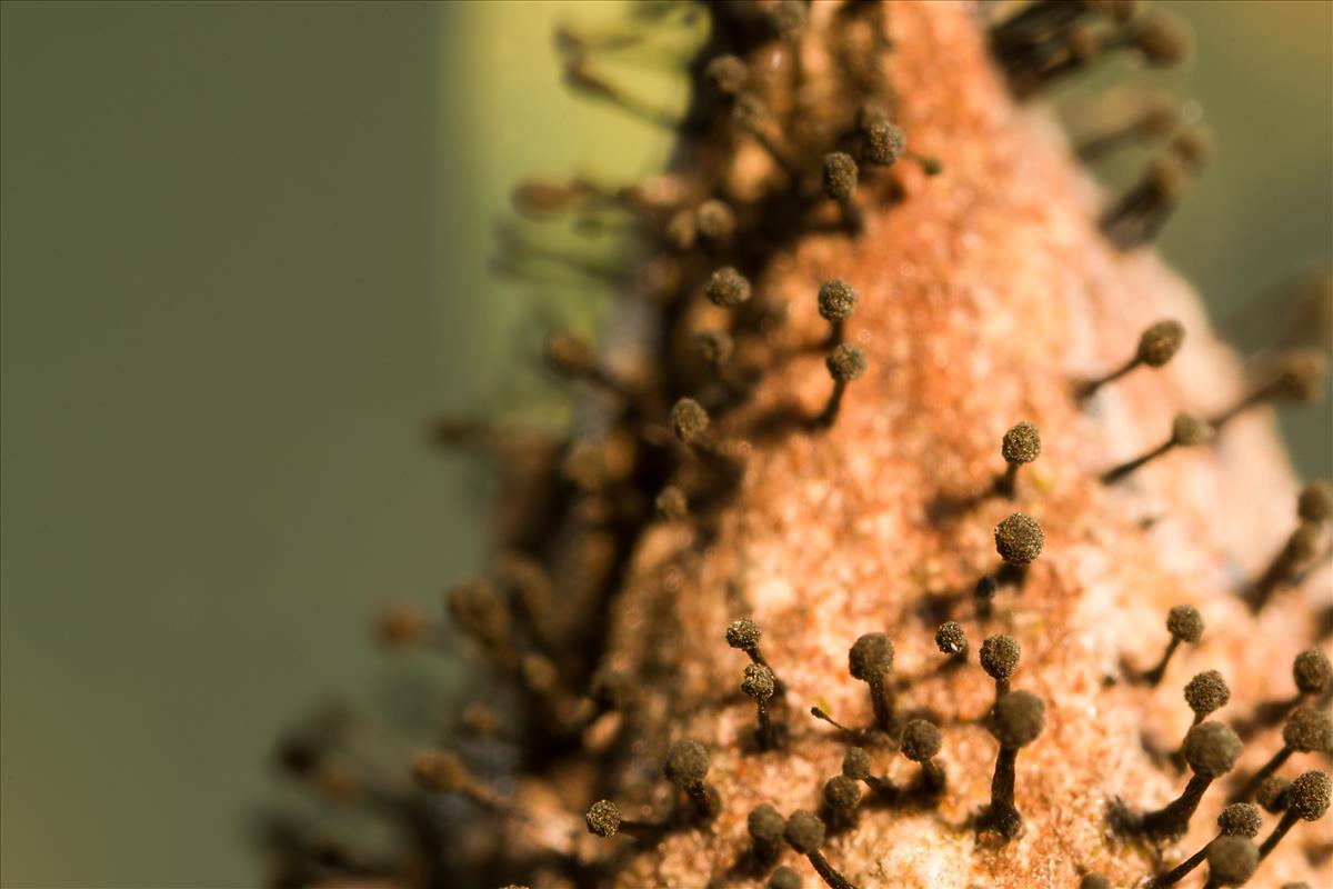 Seifertia azaleae (door Menno Boomsluiter)