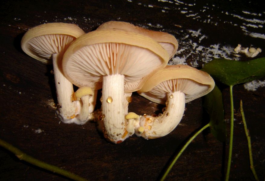 Rhodotus palmatus (door Gert Immerzeel)