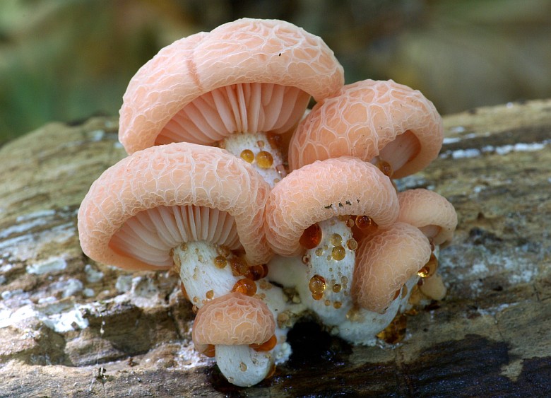 Rhodotus palmatus (door Hannie Joziasse)