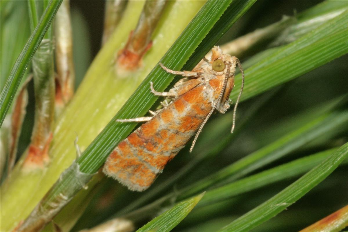 Rhyacionia buoliana (door Jan Kersten)