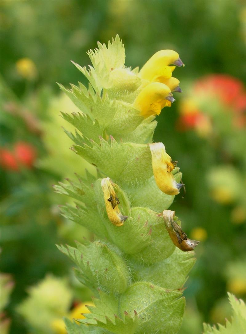 Rhinanthus alectorolophus (door Adrie van Heerden)