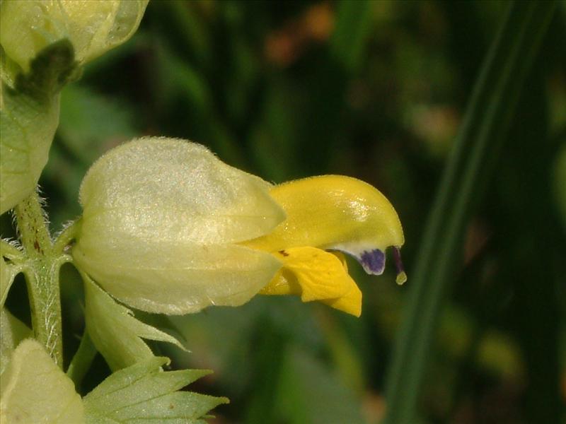 Rhinanthus angustifolius (door Adrie van Heerden)