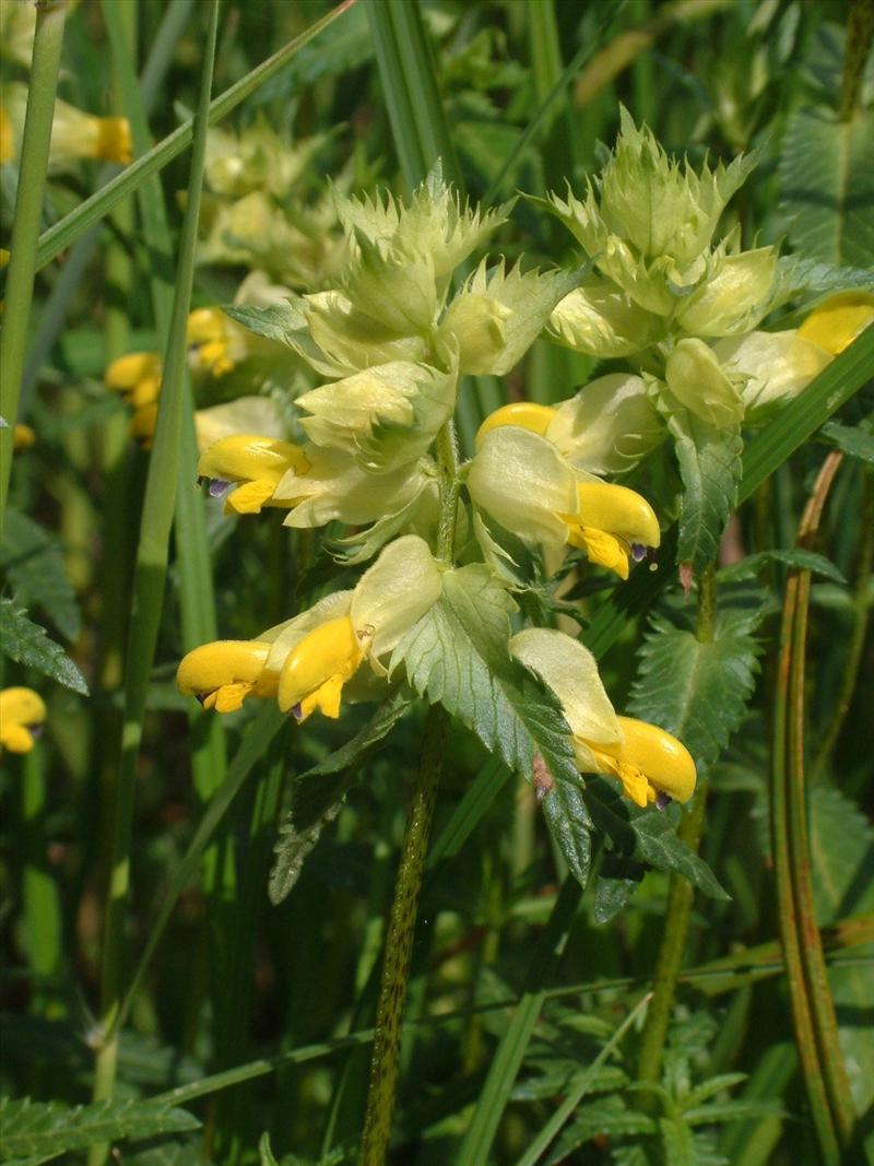 Rhinanthus angustifolius (door Adrie van Heerden)