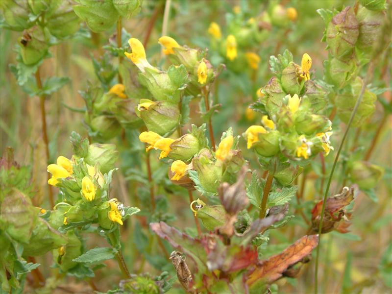 Rhinanthus minor (door Adrie van Heerden)