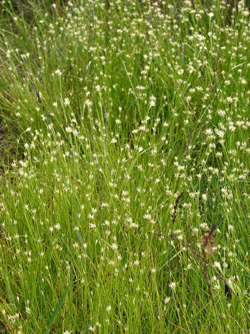 Rhynchospora alba (door Adrie van Heerden)